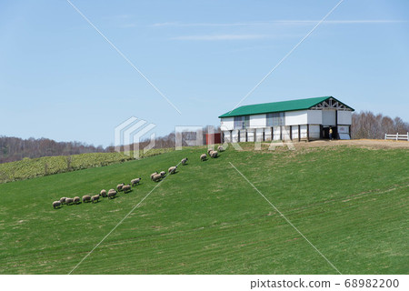 Sheep returning to the hut 68982200