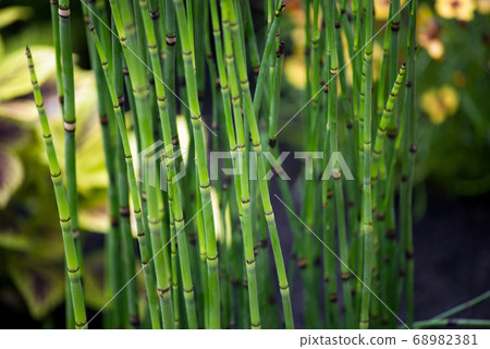 Closeup of Horsetail plant in a japanese garden- Closeup of Horsetail plant in a japanese garden- 68982381