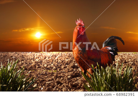 Young red rooster Young red rooster 68982391