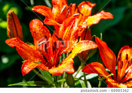 Beautiful orange lily on flowerbed in the garden 68983162
