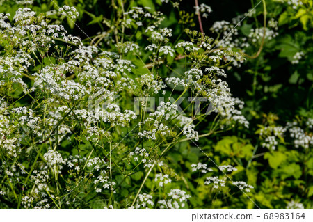 Water hemlock (Conium maculatum) flowers Water hemlock (Conium maculatum) flowers 68983164