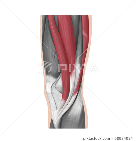 Knee goose foot - Stock Illustration [68984054] - PIXTA