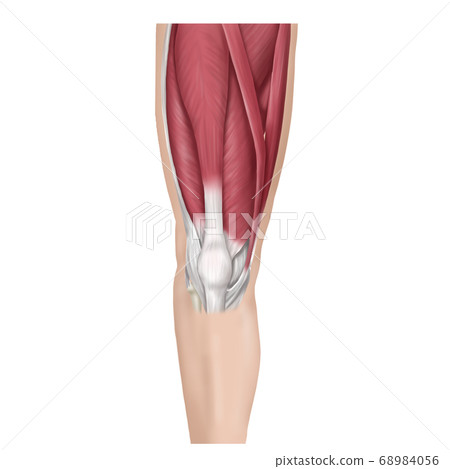 Patellar tendon rectus femoris Patellar tendon rectus femoris 68984056