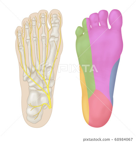 ar神經支配區 ar神經支配區 68984067