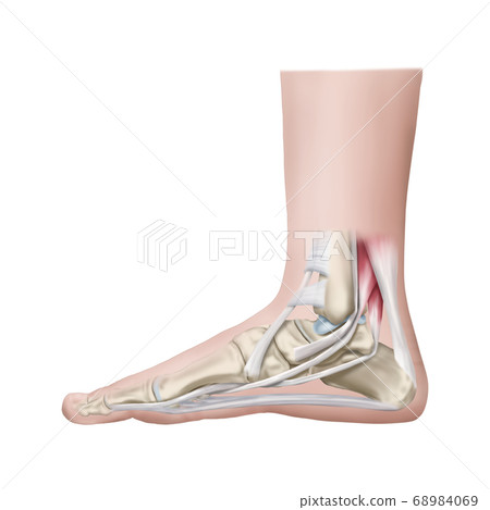 Plantar fascia and Achilles tendon 68984069