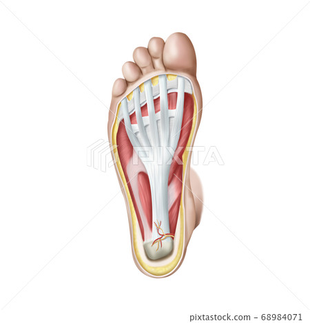 Plantar fascia soles Plantar fascia soles 68984071