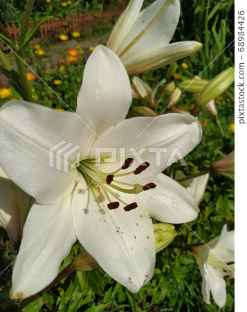 white Lily flowers from the garden on a summer day. white Lily flowers from the garden on a summer day. 68984426