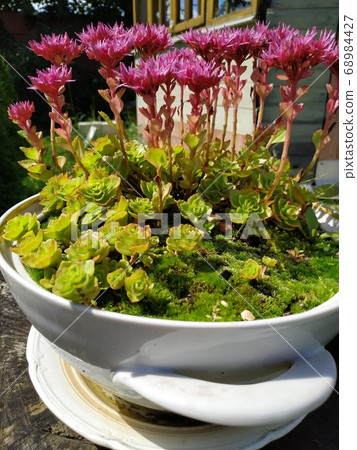 Outdoor flower pots for small garden, patio or terrace. Outdoor flower pots for small garden, patio or terrace. 68984427