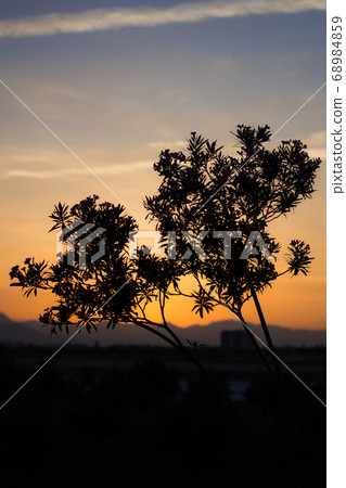 Two trees silhouettes over fascinating sunset sky 68984859