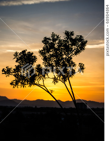 Two trees silhouettes over fascinating sunset sky Two trees silhouettes over fascinating sunset sky 68984864