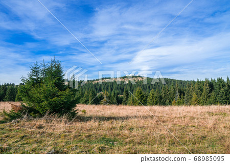 Spruce trees down the hill with dried grass on Spruce trees down the hill with dried grass on 68985095