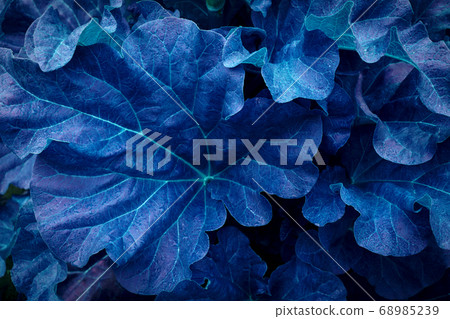 rhubarb leaves close up cyan blue green 68985239