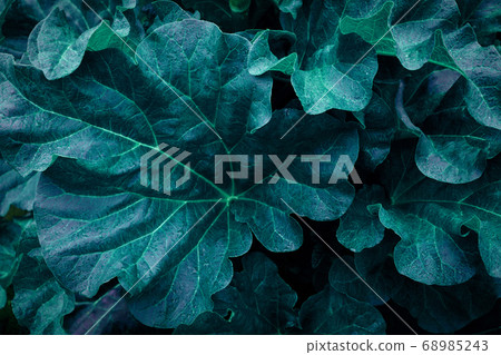 rhubarb leaves close up cyan blue green rhubarb leaves close up cyan blue green 68985243
