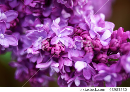 Lilac plant flowers and blossoms macro close up 68985280