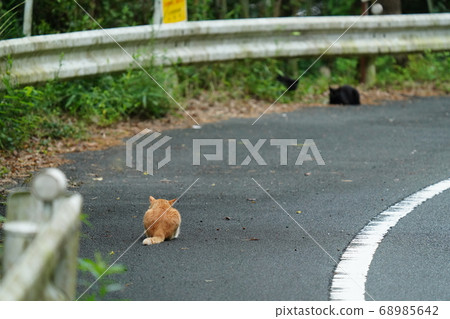 Male stray cats staring at each other for a two-to-one territory Male stray cats staring at each other for a two-to-one territory 68985642