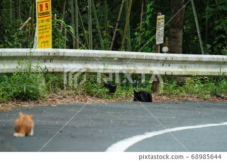 Male stray cats staring at each other for a two-to-one territory Male stray cats staring at each other for a two-to-one territory 68985644