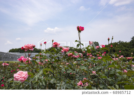 金黛植物園玫瑰伊麗莎白女王 68985712