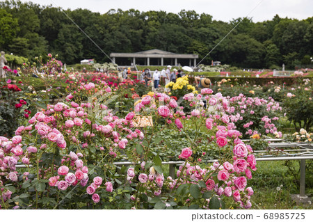 [Tokyo] Spring Jindai Botanical Garden Rose Garden 68985725
