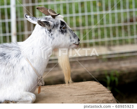 Goat Goat 68985923