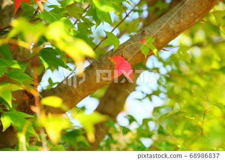 Colored maple leaves 68986837