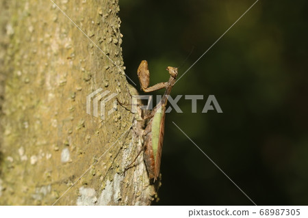 Bullfish Mantis Bullfish Mantis 68987305