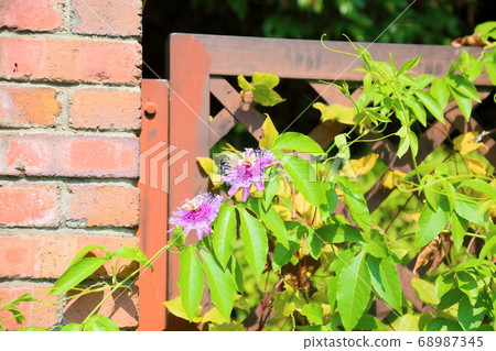 Passionflower flowers Passionflower flowers 68987345