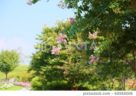 縐紗花 68988006