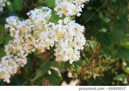 縐紗花 縐紗花 68988007