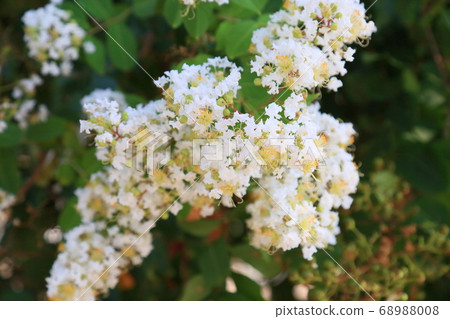 縐紗花 縐紗花 68988008