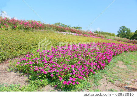 新幾內亞鳳仙花 新幾內亞鳳仙花 68988010