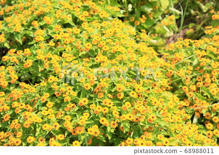 Melanpodium花 68988011