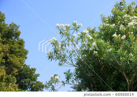 荔枝花 68988014