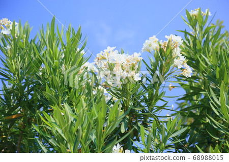 荔枝花 68988015