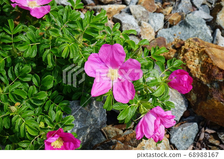 Sanriku Geopark Sannoiwa Hermanus花 68988167