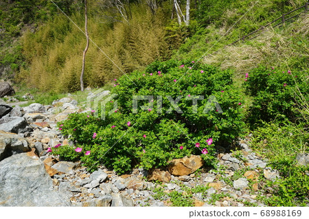 Sanriku Geopark Sannoiwa Hermanus Flower Sanriku Geopark Sannoiwa Hermanus Flower 68988169