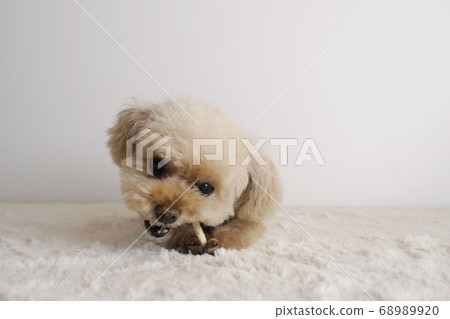 玩具貴賓犬吃牙膏口香糖 68989920