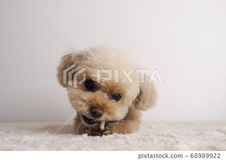 看起來很美味的玩具貴賓犬 68989922