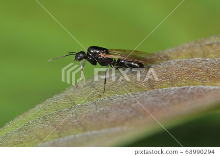 生物昆蟲黑螞蟻，雄性螞蟻。頭小而圓，胸部細。女王的一半大小 68990294
