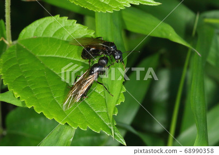 Creatures Insect black ants, feather ants (female). The queen ant. After the rain in May, fighting during the wedding flight? 68990358