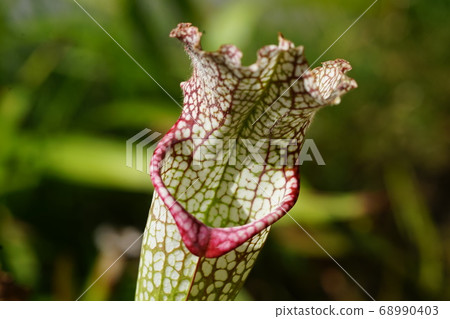 八月古箏300食肉植物Sarasenia，Sarracenia家族，Yumenoshima熱帶植物博物館 68990403