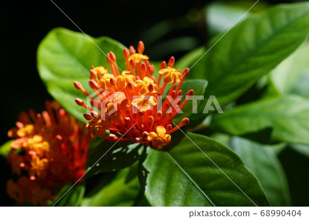 八月江東區298桑坦卡，茜草科，夢之島熱帶植物博物館 68990404