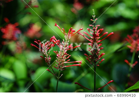 九月古箏295 Odontonema，STRICTUM，狐尾家庭，Yumenoshima熱帶植物博物館 68990410