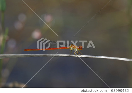 Beniteitombo 68990483