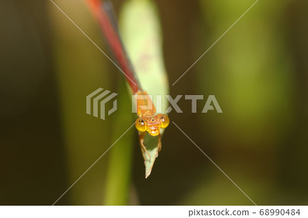 Beniteitombo Beniteitombo 68990484