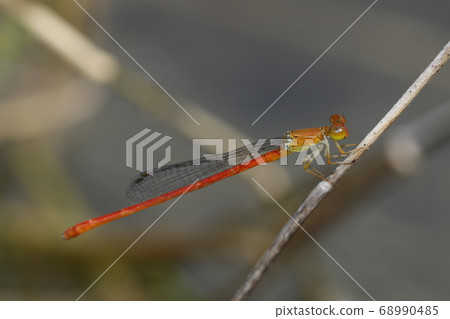 貝尼豆娘 68990485