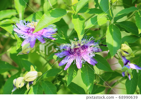 Passionflower flowers Passionflower flowers 68990639