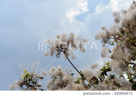 Late summer smoked tree 68990671