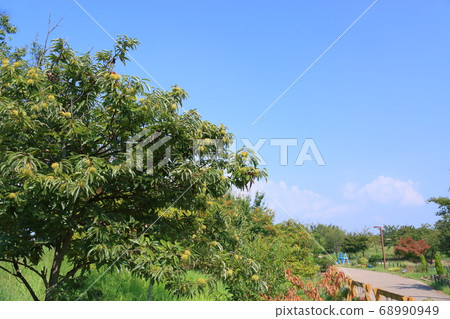 Chestnut fruit 68990949