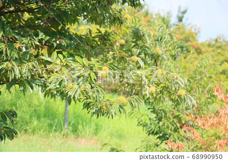 Chestnut fruit 68990950