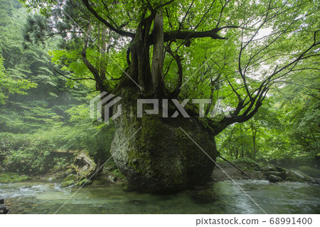 << Gojome Town, Akita Prefecture>> Nekobari Rock 68991400